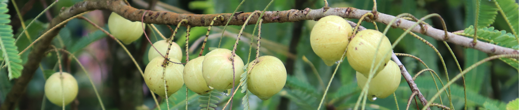 Amalaki harmonizuje trávenie a detoxikuje telo